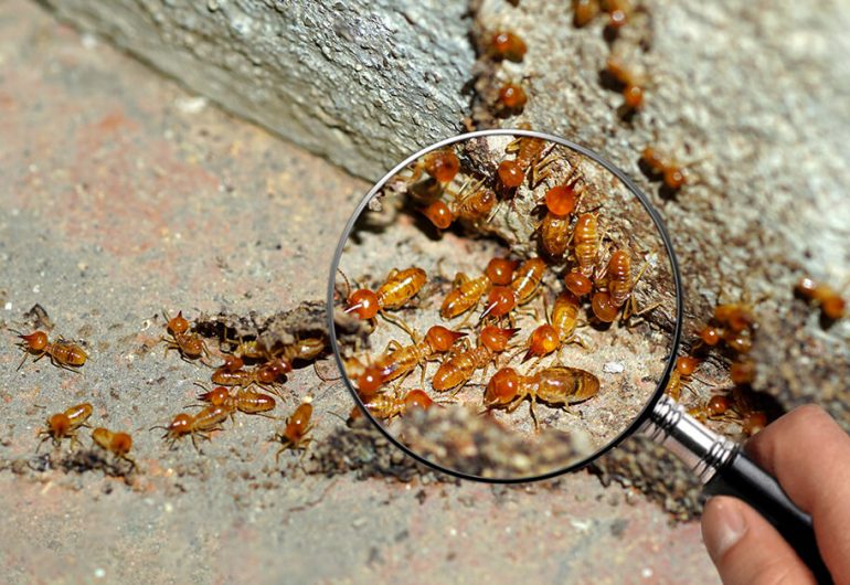 أنواع الحشرات المنزلية الشائعة